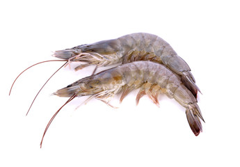 Fresh prawn (shrimp) on white