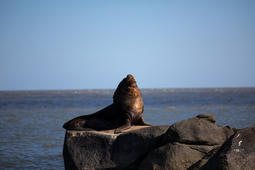 Uruguay : otarie à crinière au large de Montevideo
