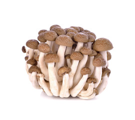 Fototapeta premium brown beech mushroom isolated on white