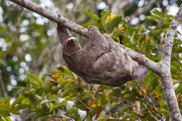 Sloth photographed in Linhares, Espirito Santo. Southeast of Brazil. Atlantic Forest Biome. Picture made in 2014.