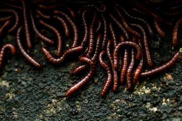 red worms