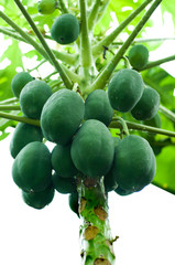 papaya tree