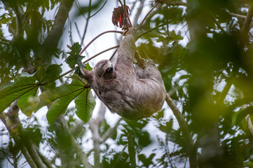 Sloth photographed in Linhares, Espirito Santo. Southeast of Brazil. Atlantic Forest Biome. Picture made in 2014.