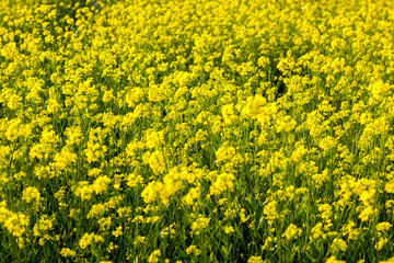 beautiful yellow mustard flowers field 