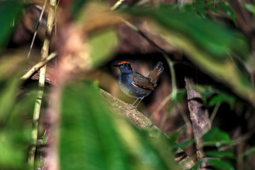 Bird photographed in Linhares, Espirito Santo. Southeast of Brazil. Atlantic Forest Biome. Picture made in 2014.