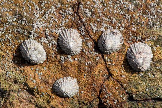 Limpets on a rock