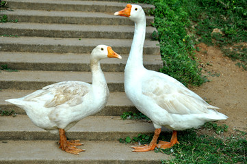 Fototapeta na wymiar two white geese