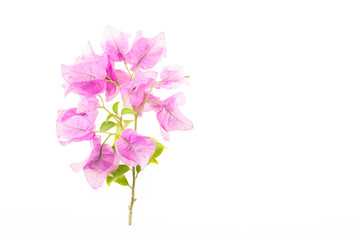 Fototapeta na wymiar Pink bougainvillea flowers