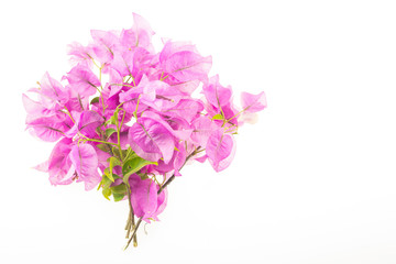 Pink bougainvillea flowers
