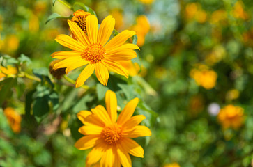 Mexican sunflower (scientific name: Tithonia diversifolia) orange-yellow flowers bloom on a tree on a natural background blur.