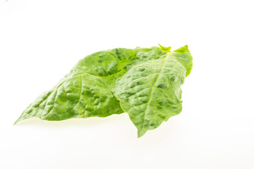 Tobacco leaf
