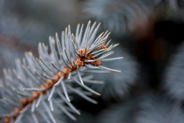 Blauer Tannenzweig Close-Up mit Zapfen