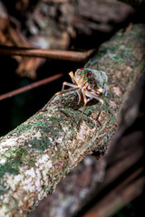 Cicada photographed in Linhares, Espirito Santo. Southeast of Brazil. Atlantic Forest Biome. Picture made in 2014.