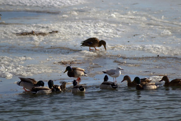 flock of ducks swimming in lake