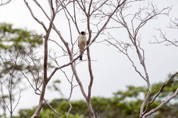 Bird photographed in Linhares, Espirito Santo. Southeast of Brazil. Atlantic Forest Biome. Picture made in 2014.