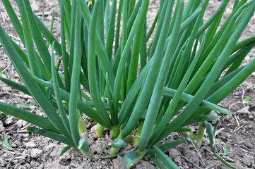 Spring in the garden grows young green onions