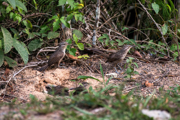 Bird photographed in Linhares, Espirito Santo. Southeast of Brazil. Atlantic Forest Biome. Picture made in 2014.