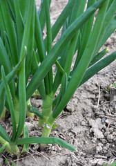 Spring in the garden grows young green onions