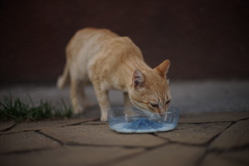 Fototapeta premium Red homeless cat eating milk from a plastic bowl on a stone floor.