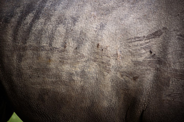 rhino skin, texture of rhino skin for background