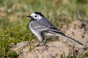 White wagtail standing on the sand with grass in the background