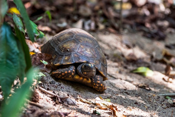 Fototapeta premium Tortoise photographed in Linhares, Espirito Santo. Southeast of Brazil. Atlantic Forest Biome. Picture made in 2014.