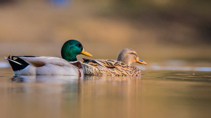 Canard Colvert