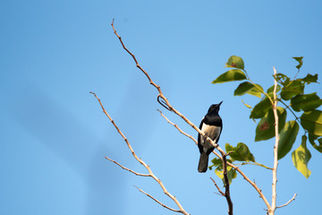 bird living in the nature, garden life