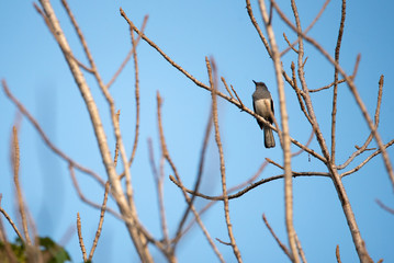 bird living in the nature, garden life