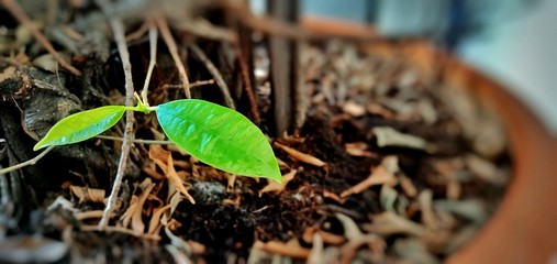 seedlings in soil