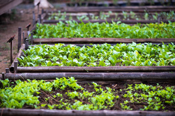 Morning organic vegetable salad plots