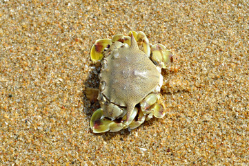 fresh sea crab