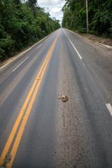 Fototapeta na wymiar Wildlife run over on the road, in Linhares, Espirito Santo. Southeast of Brazil. Atlantic Forest Biome. Picture made in 2014.