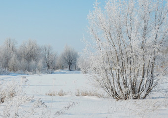 Snow fields and bushes all in the frost