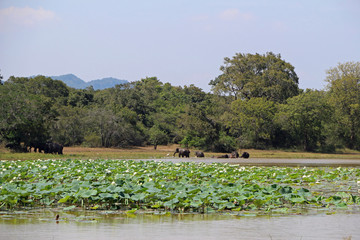 Water lilies with elephants in the background in Sri Lanka