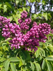 purple flowers in the garden