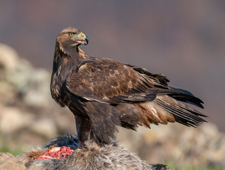 Golden eagle, Madzharovo, Bulgaria