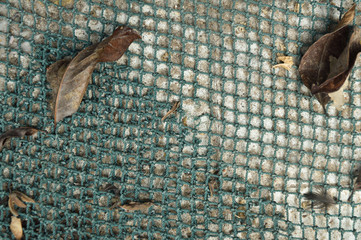 autumn leaves background