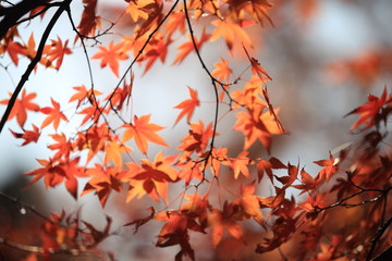 Autumnal landscape of Suizawa maple valley in the Mie Prefecture of Japan