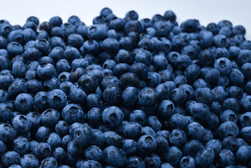Fresh blueberry background. Texture blueberry berries close up.