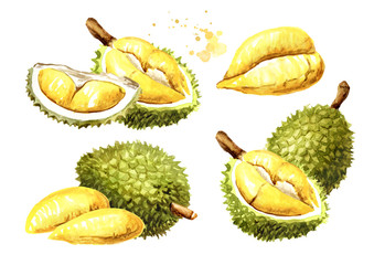 Durian fruit with delicious yellow soft flesh set. Watercolor hand drawn illustration isolated on white background