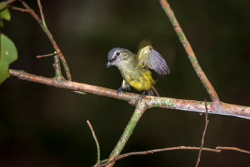 Bird photographed in Linhares, Espirito Santo. Southeast of Brazil. Atlantic Forest Biome. Picture made in 2014.