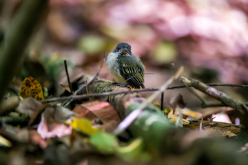 Bird photographed in Linhares, Espirito Santo. Southeast of Brazil. Atlantic Forest Biome. Picture made in 2014.