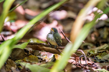 Bird photographed in Linhares, Espirito Santo. Southeast of Brazil. Atlantic Forest Biome. Picture made in 2014.