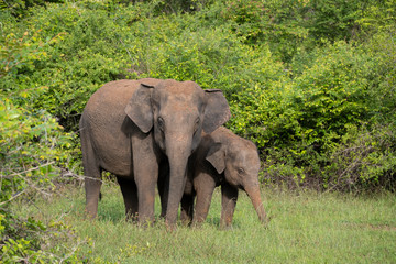 Elephant mother and baby during morning safari in Kaudulla National Park, Sri Lanka
