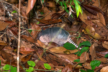 Armadillo photographed in Linhares, Espirito Santo. Southeast of Brazil. Atlantic Forest Biome. Picture made in 2014.