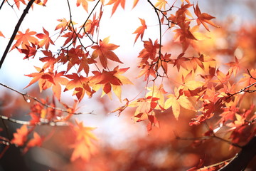 Autumnal landscape of Suizawa maple valley in the Mie Prefecture of Japan