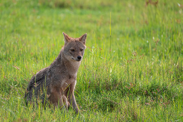 Sri Lankan golden jackal in Kaudulla National Park, Habarana, Sri Lanka
