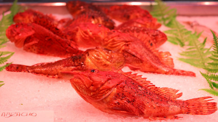 Cabracho, Mercado de la Esperanza, Santander, Cantabria, España.