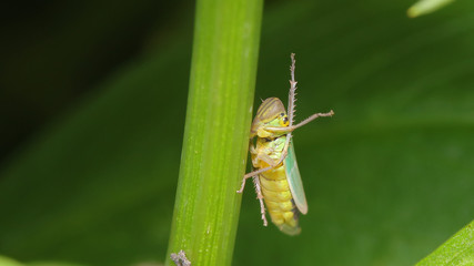 Cicadélidos, chicharrita o saltahojas en las marismas de Alday. Cantabria